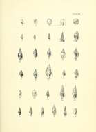 Sivun Lamellaria ophione Gray 1850 kuva