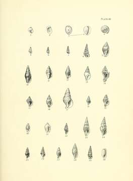 Image de Lamellaria ophione Gray 1850