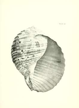 Image of Tonna variegata (Lamarck 1822)