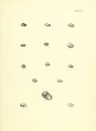 Image de Phacussa fulminata (Hutton 1882)