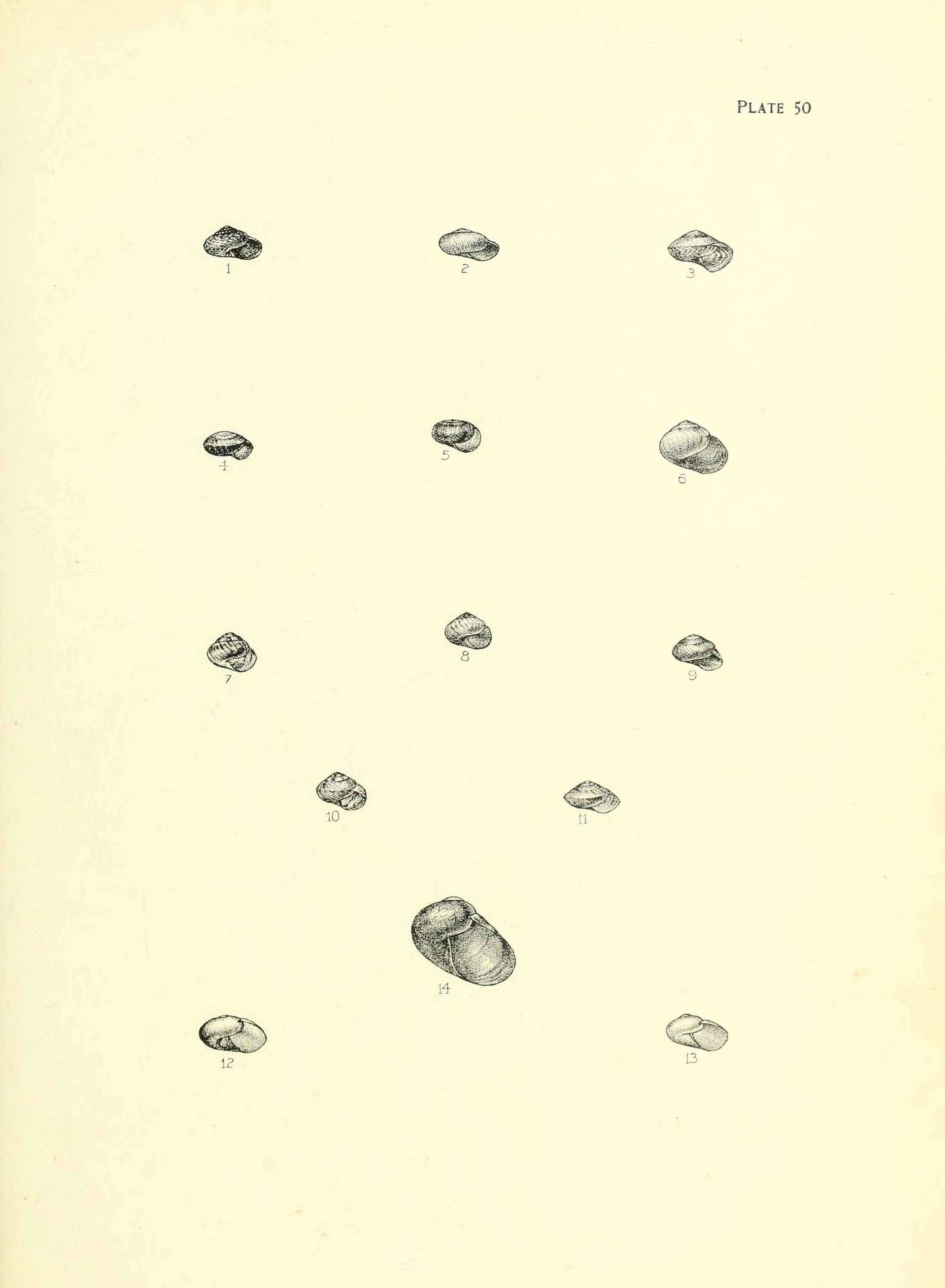 Image de Phacussa fulminata (Hutton 1882)