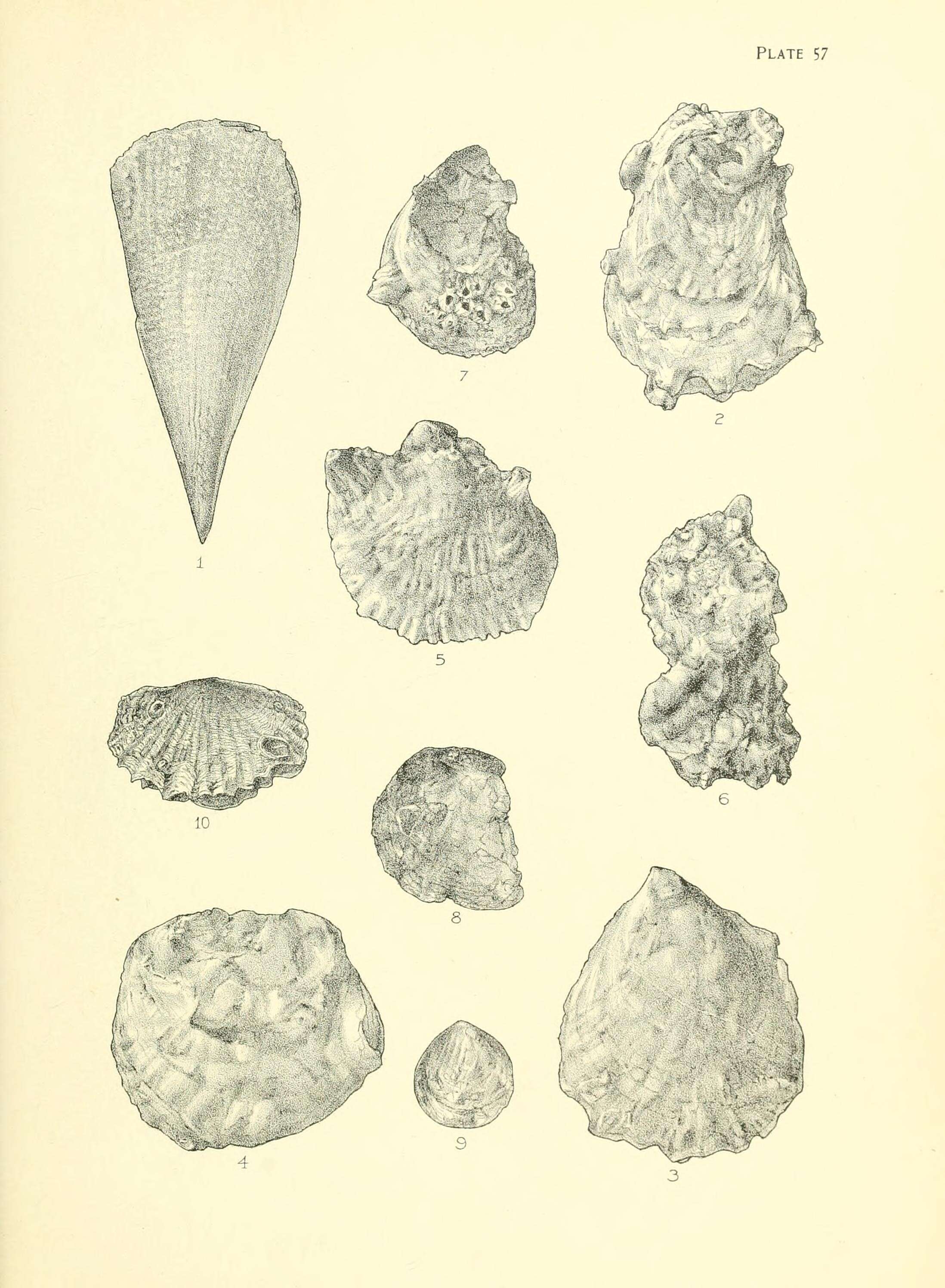 Plancia ëd Atrina zelandica (Gray 1835)