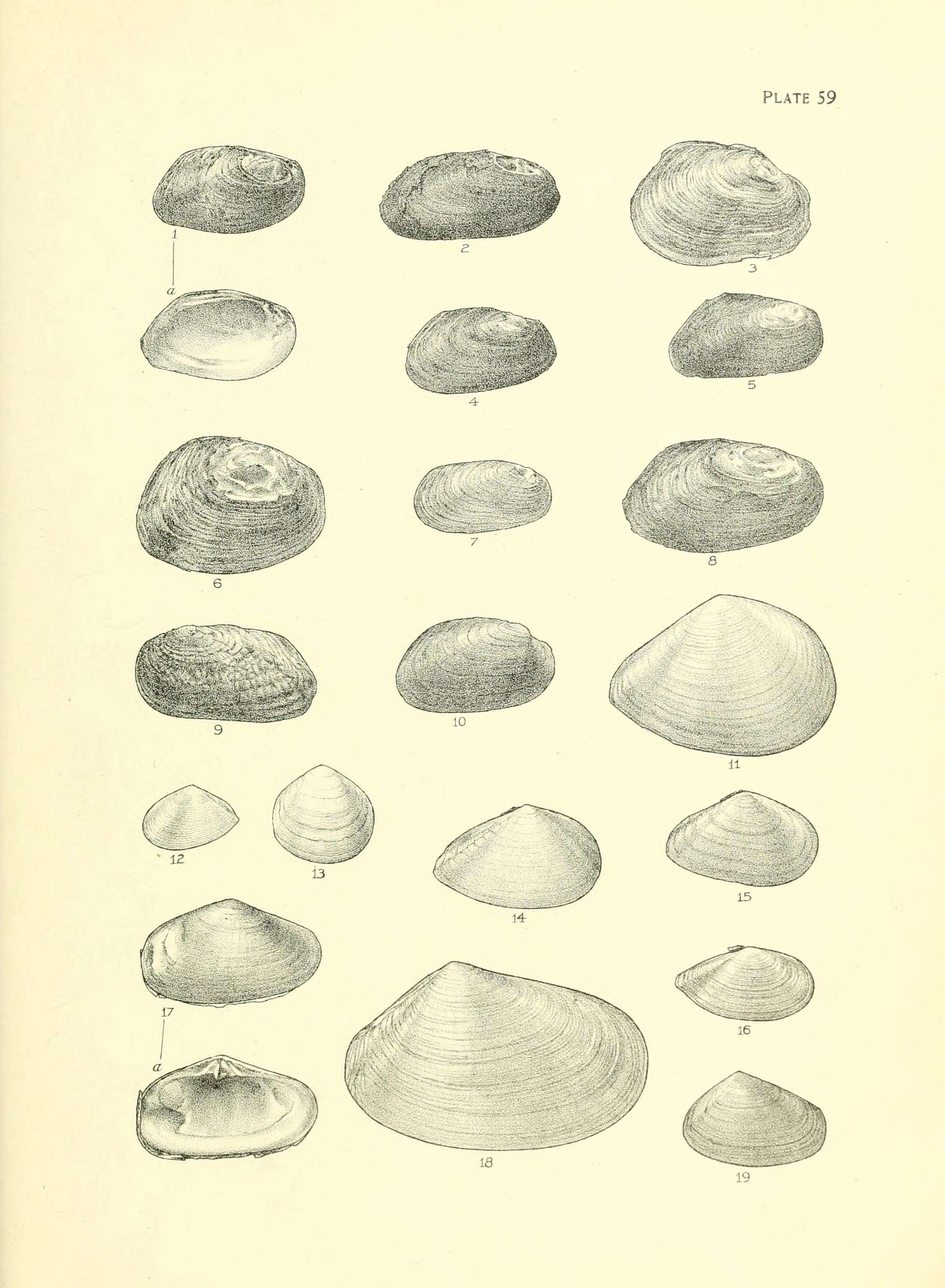 Imagem de Macomona deltoidalis (Lamarck 1818)