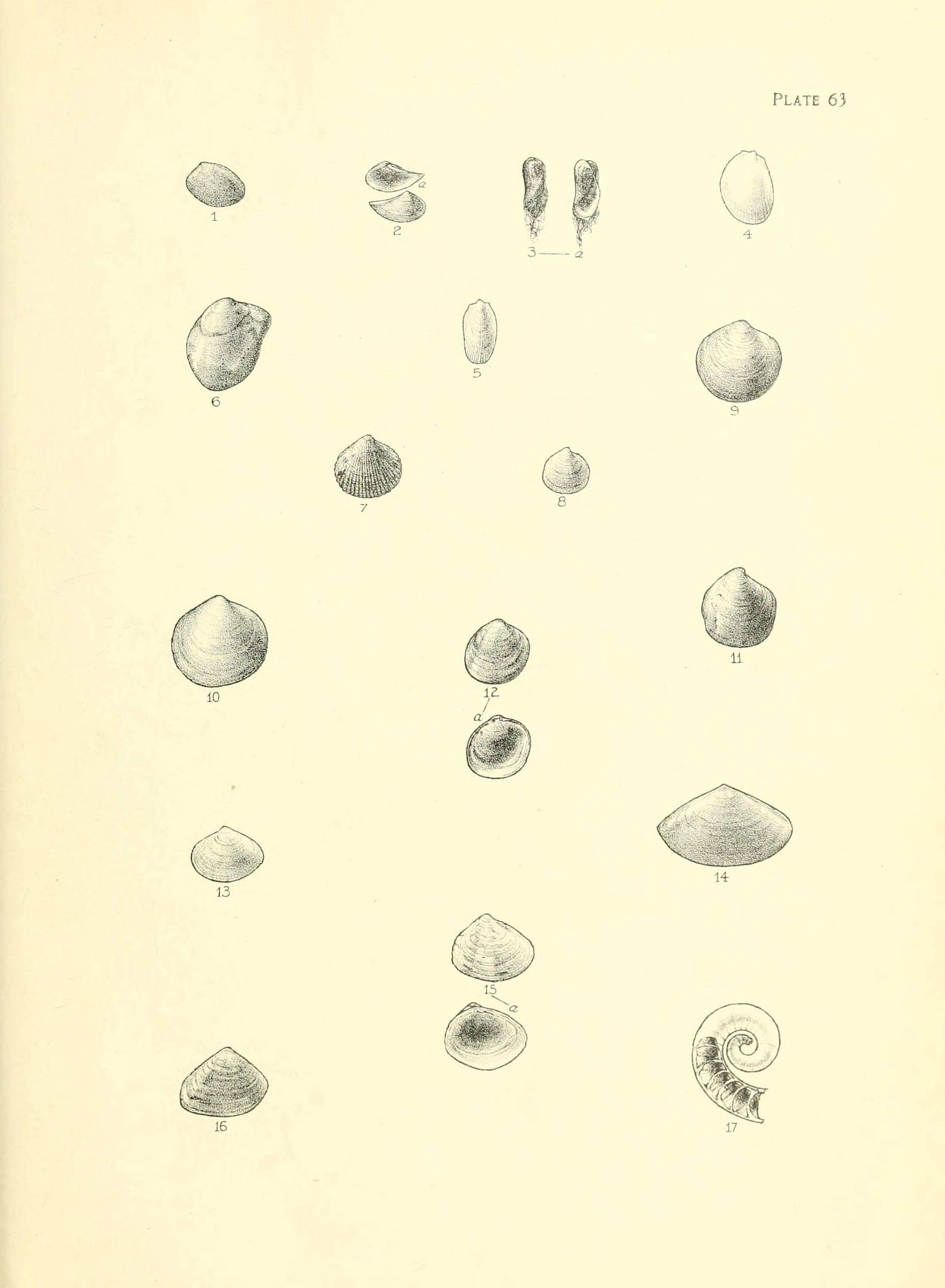 Image of Ennucula strangei (A. Adams 1856)