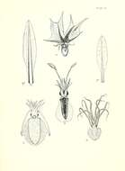 Image de Sepioteuthis australis Quoy & Gaimard 1832