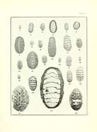 Image de Leptochiton inquinatus (Reeve 1847)
