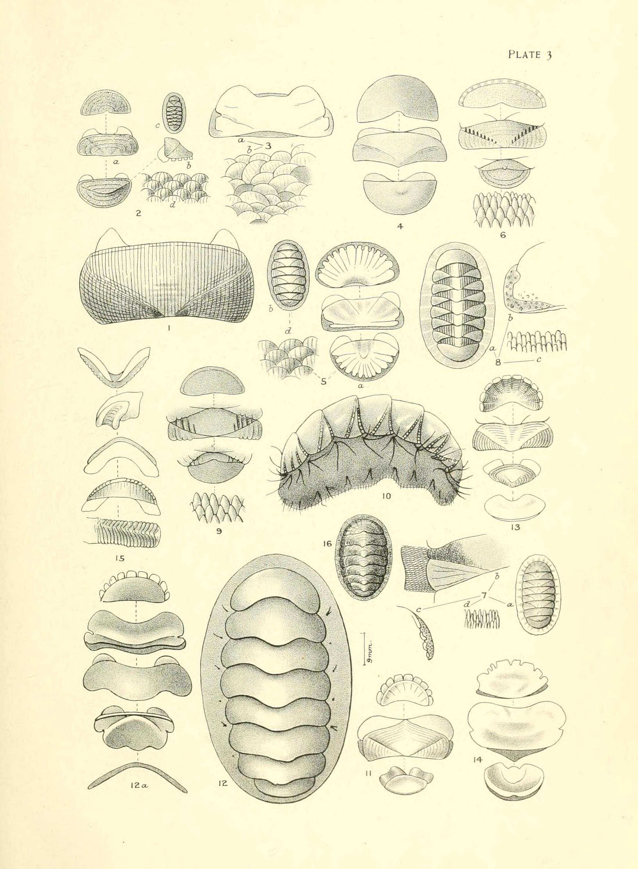 Image of Leptochiton inquinatus (Reeve 1847)