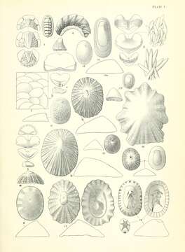 Imagem de Acanthopleura granulata (Gmelin 1791)