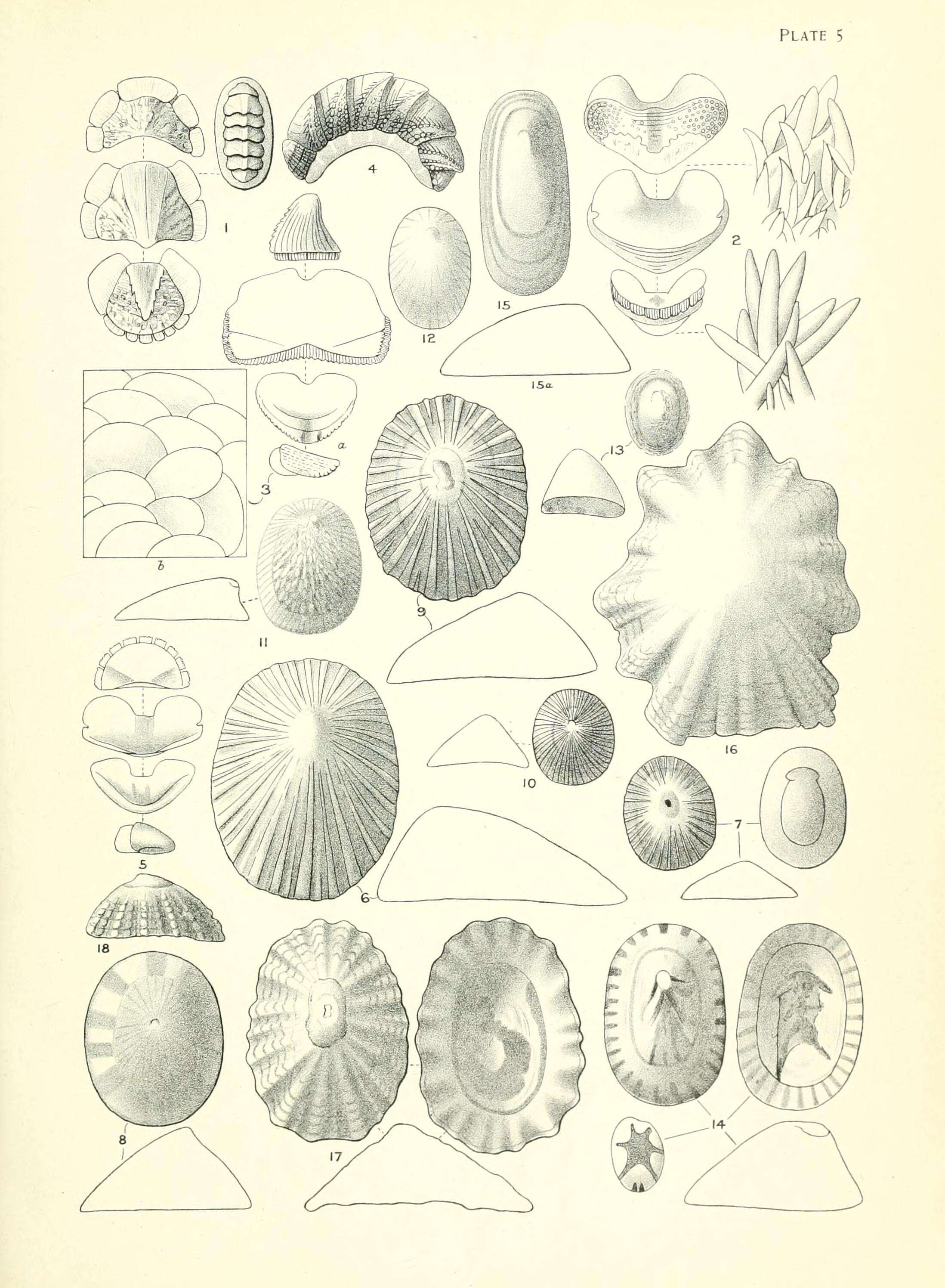 Image de Acanthopleura granulata (Gmelin 1791)