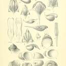 Image of Cymbulia parvidentata Pelseneer 1888
