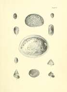 Image of silver abalone