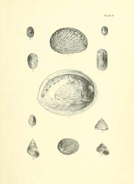 Image of silver abalone
