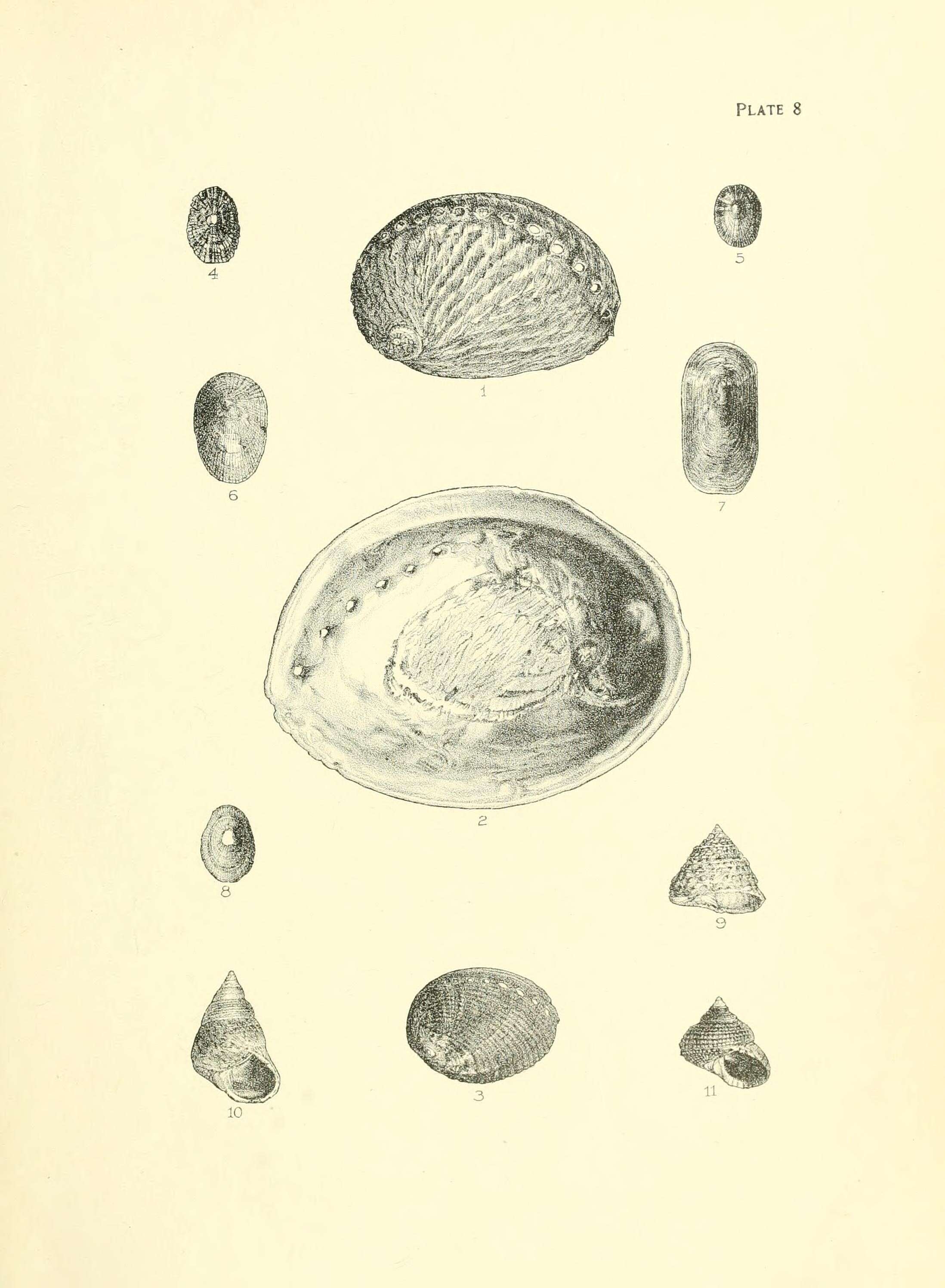 Image de Haliotis australis Gmelin 1791