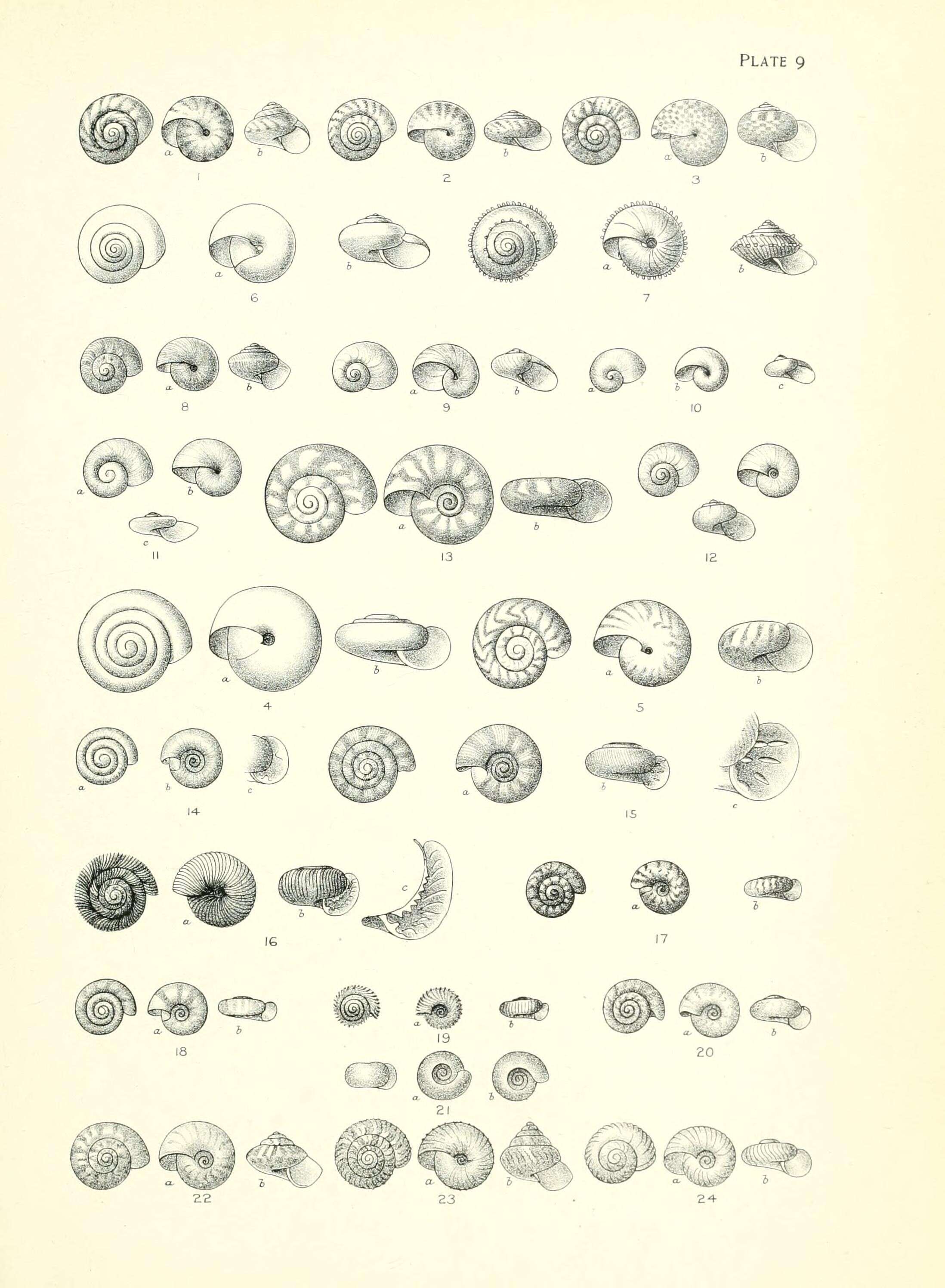 Image of Thalassohelix propinqua (Hutton 1882)