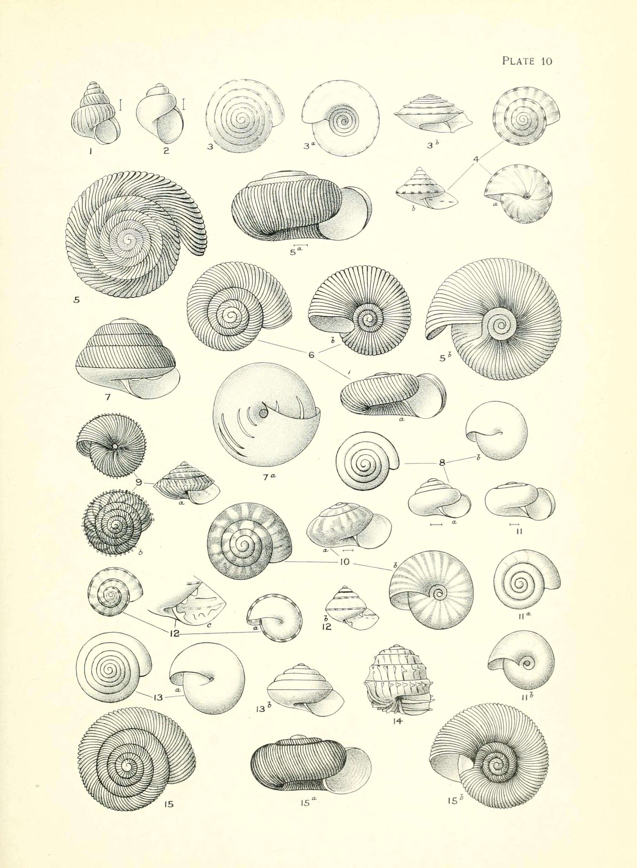 Image of Laoma marina (Hutton 1883)
