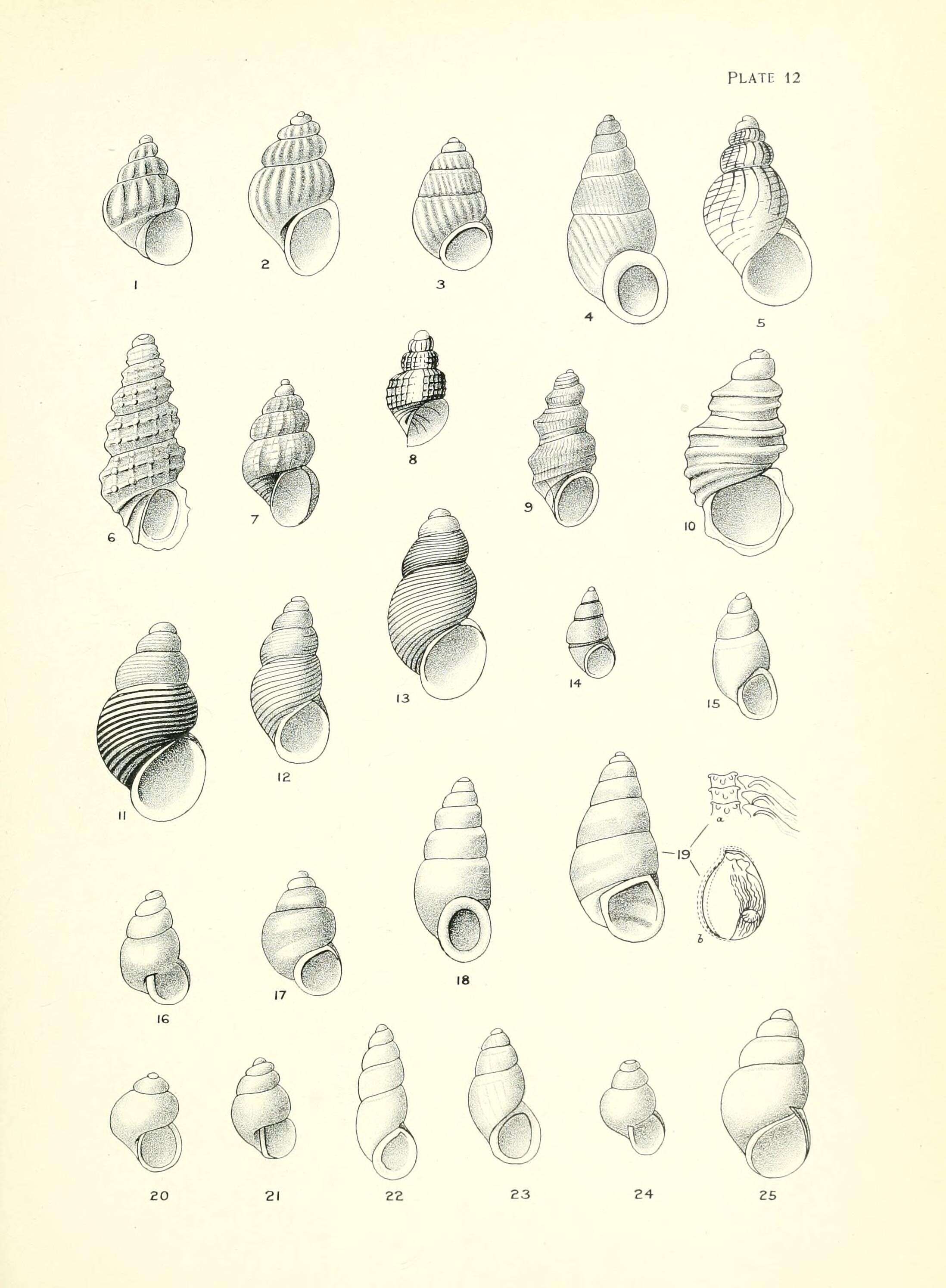 Image de Haurakia hamiltoni (Suter 1898)