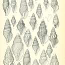 Image de Mitromorpha gemmata Suter 1908