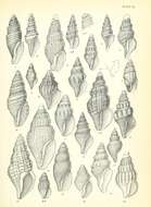 Sivun Mitromorpha gemmata Suter 1908 kuva