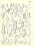 Image de Pupa affinis (A. Adams 1855)