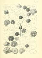 Image de Otoconcha dimidiata (L. Pfeiffer 1853)