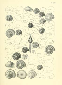 Image of Otoconcha dimidiata (L. Pfeiffer 1853)