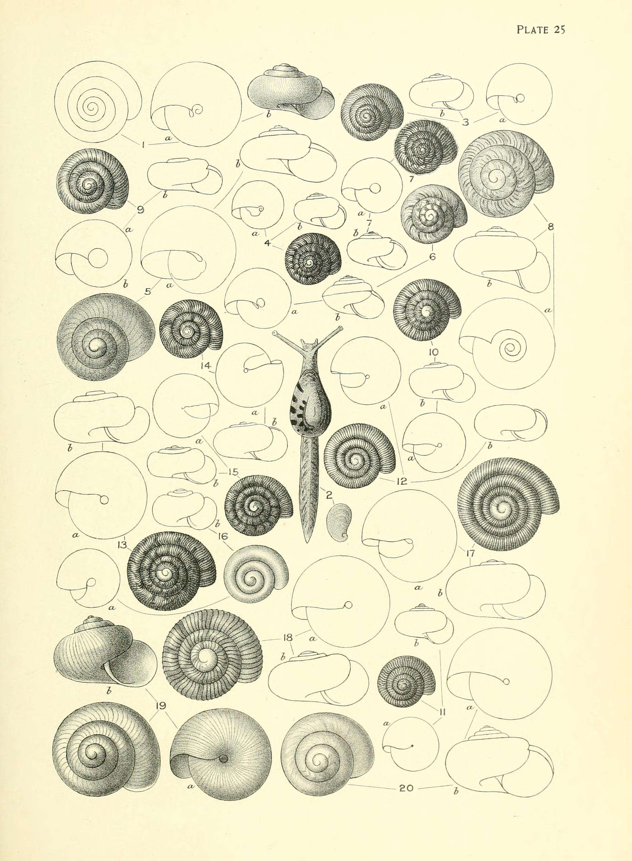 Image de Otoconcha dimidiata (L. Pfeiffer 1853)