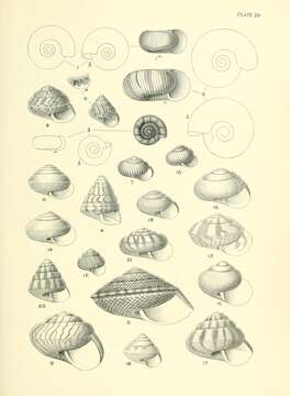 Image of Laoma leimonias (Gray 1850)