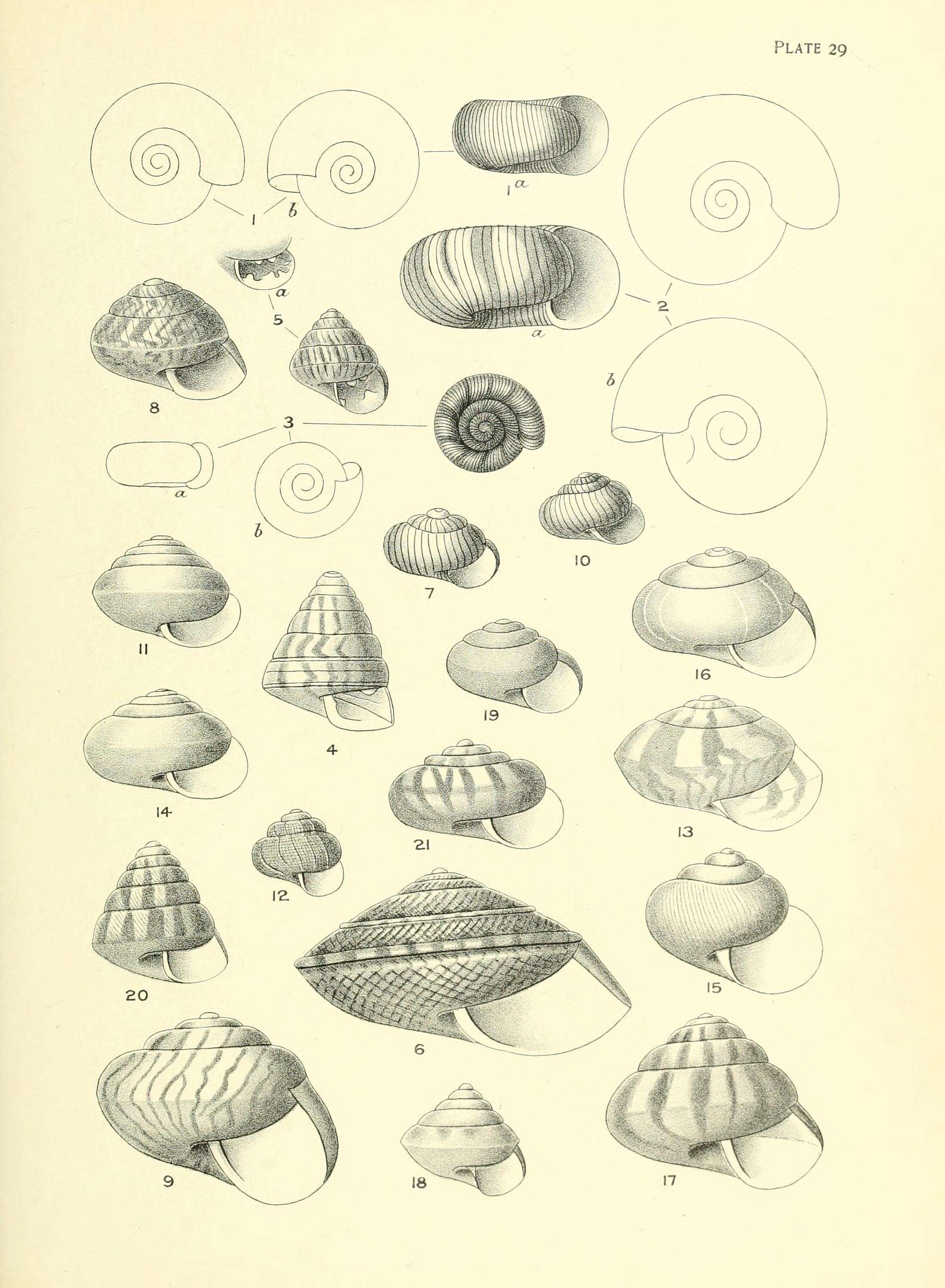 Image of Laoma leimonias (Gray 1850)