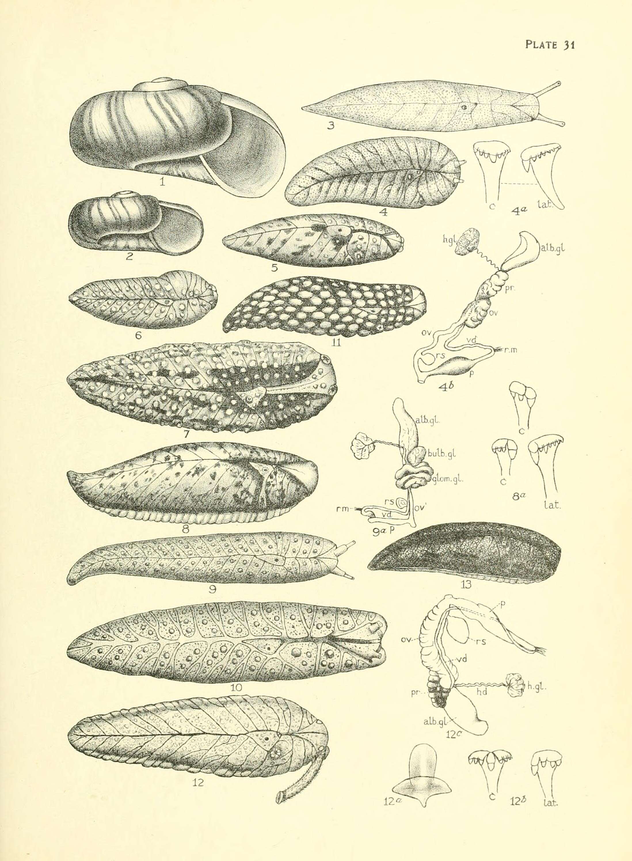 Image de Delos coresia (Gray 1850)