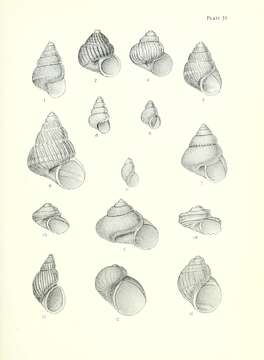 Image de Laevilitorina antipodum (Filhol 1880)