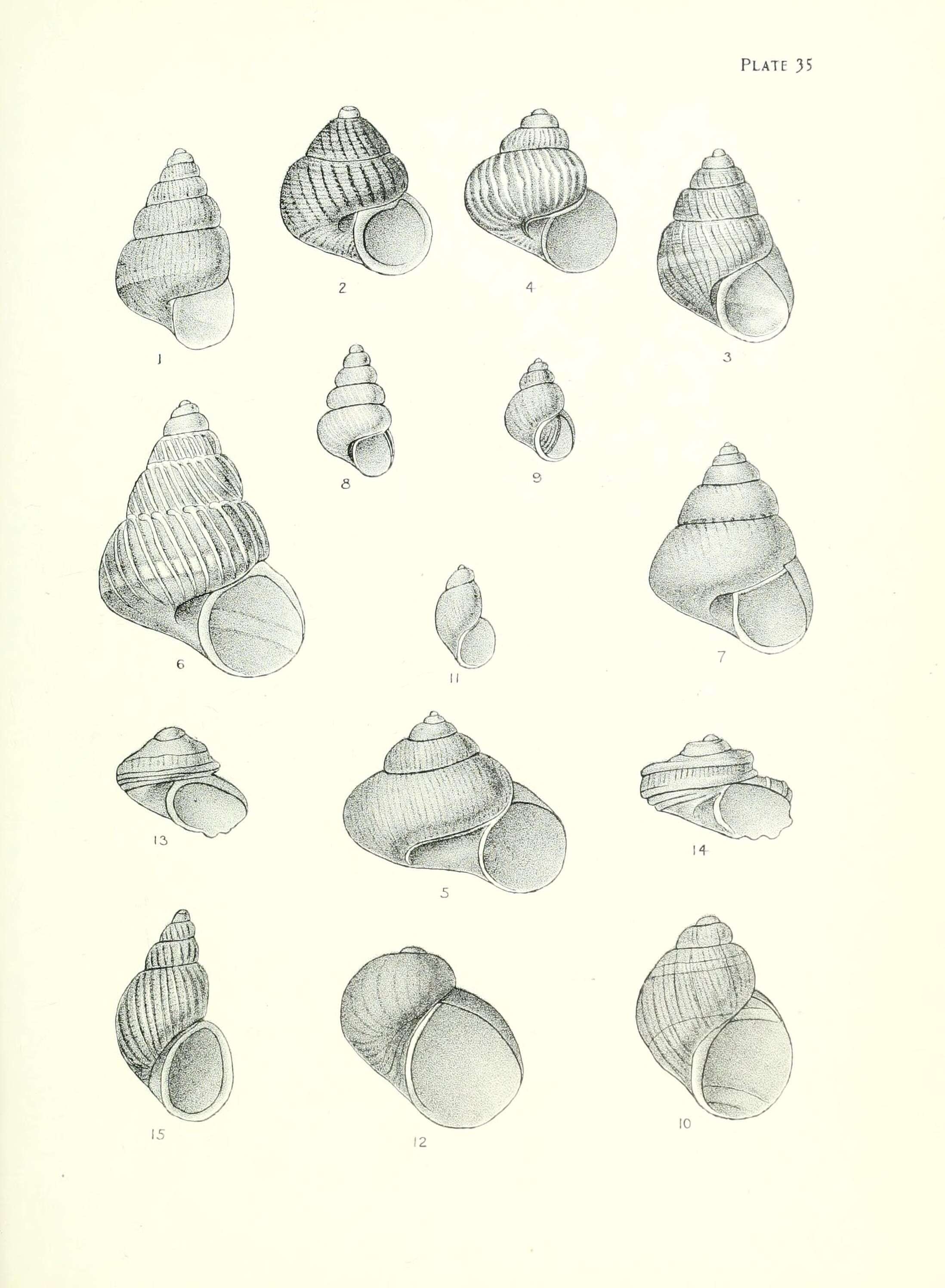 Image of Laevilitorina antipodum (Filhol 1880)