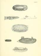 Sivun Doriopsis granulosa Pease 1860 kuva