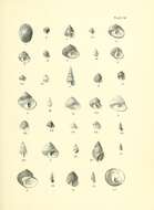 Image de Coelotrochus oppressus (Hutton 1878)