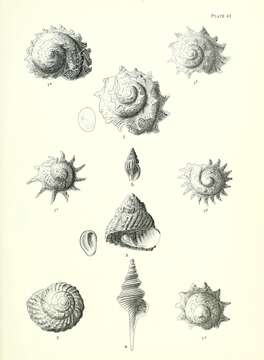 Astraea heliotropium (Martyn 1784)的圖片