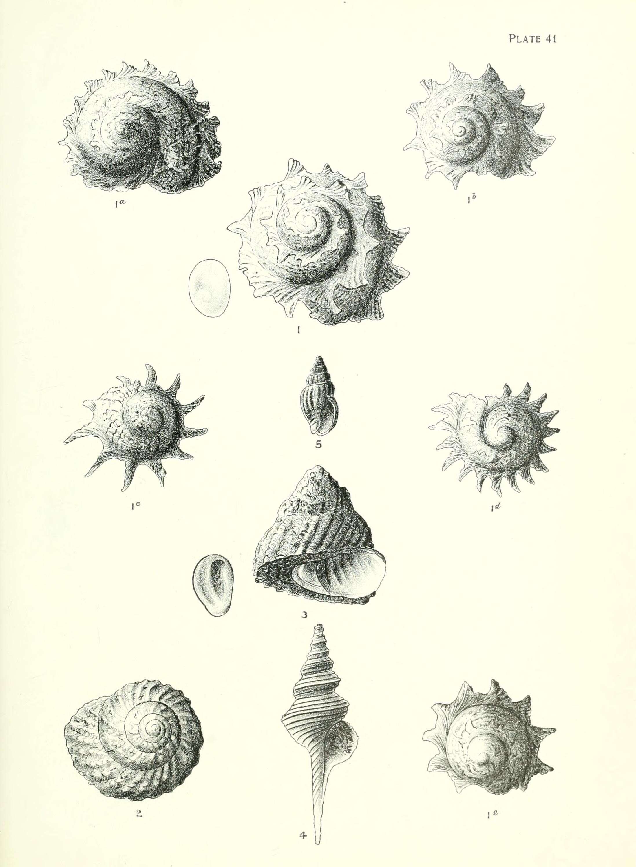 Astraea heliotropium (Martyn 1784)的圖片