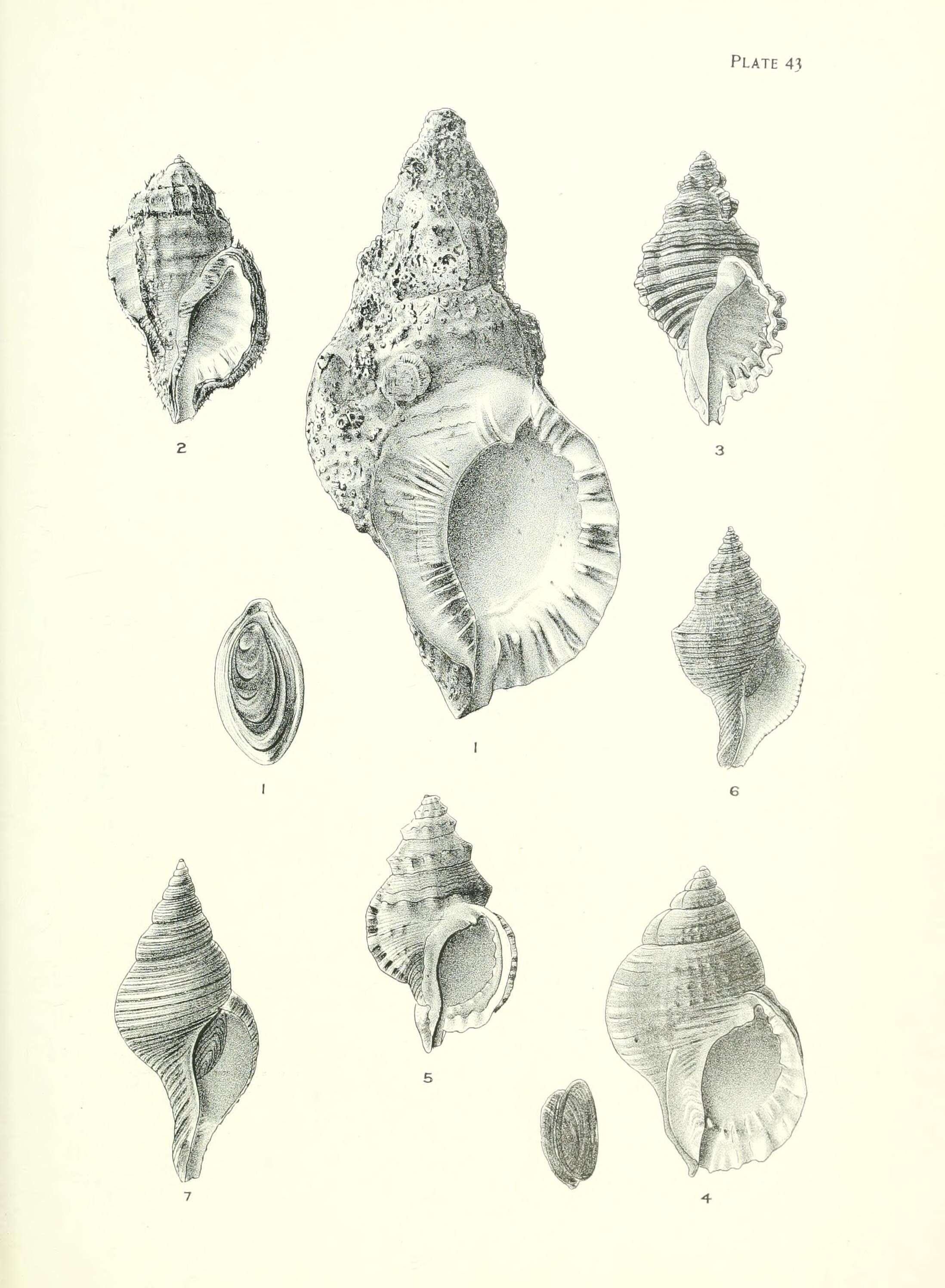 Image de Charonia lampas (Linnaeus 1758)