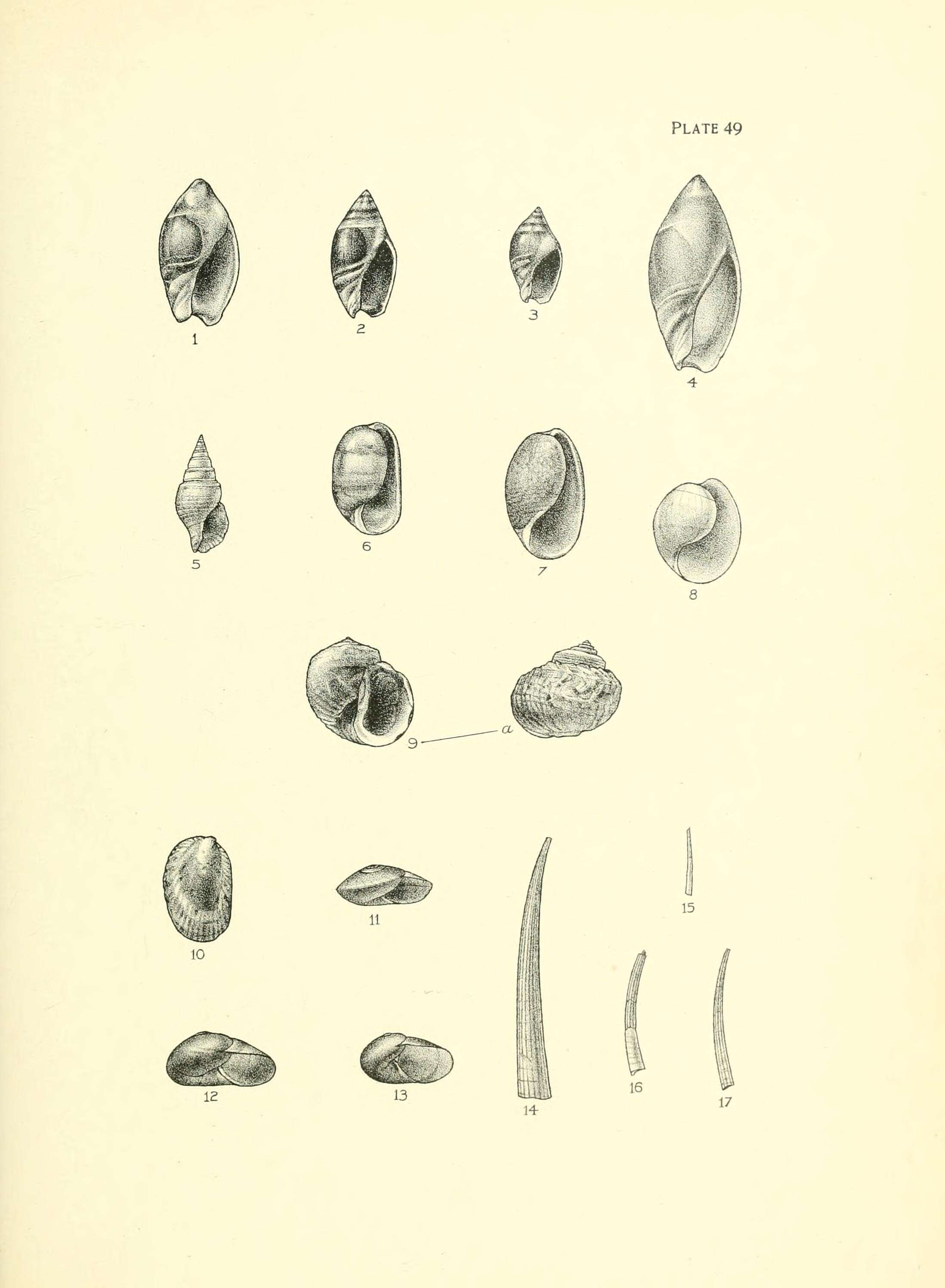 Sivun Amphibolinae Gray 1840 kuva