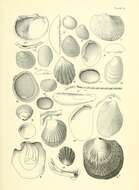 صورة Nucula nitidula A. Adams 1856