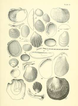 Image of Nucula nitidula A. Adams 1856