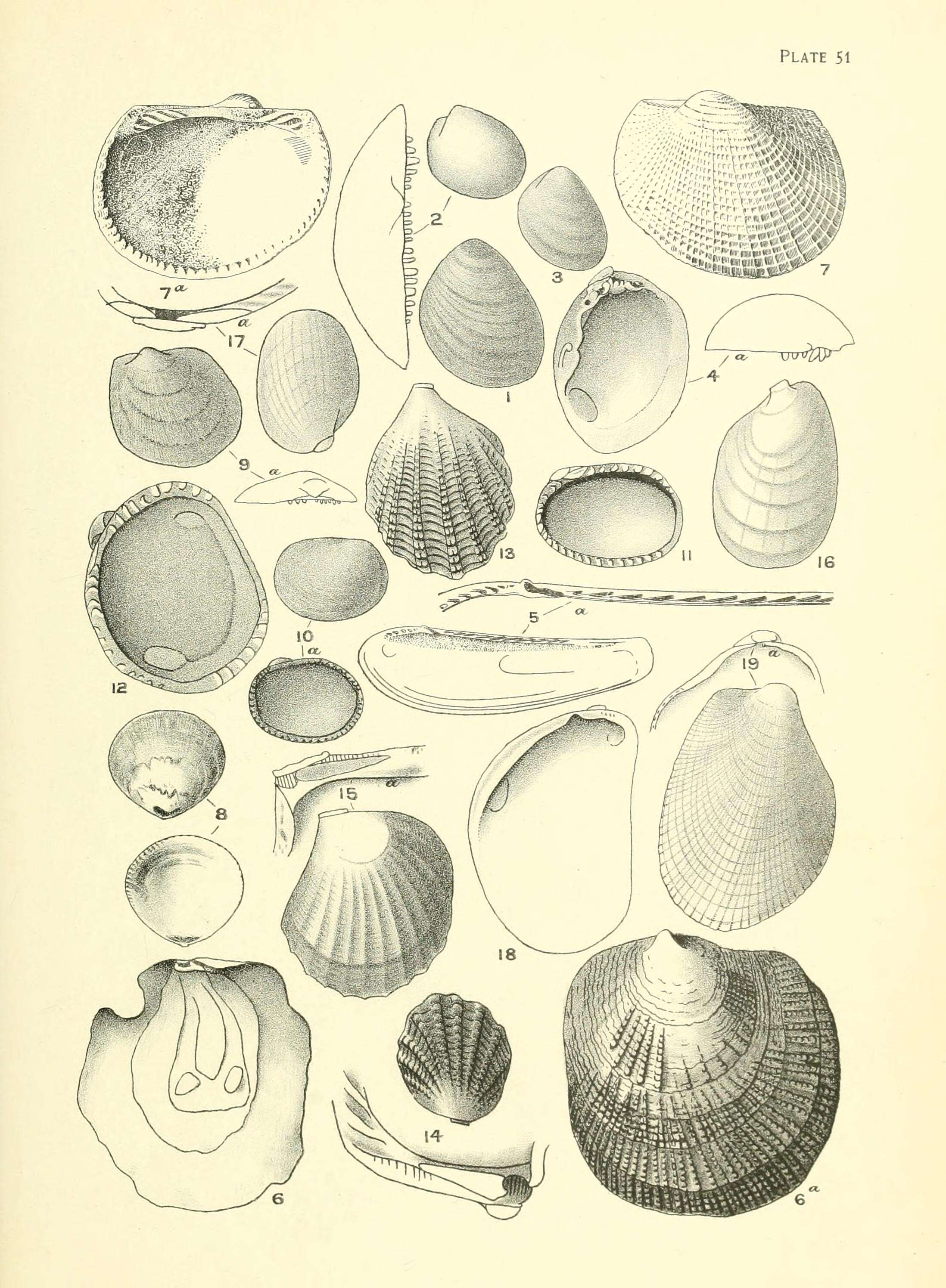 Nucula nitidula A. Adams 1856的圖片