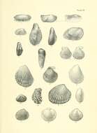 Image of Solemya parkinsonii E. A. Smith 1874