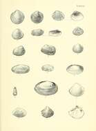 Imagem de Dosinia lambata (Gould 1850)