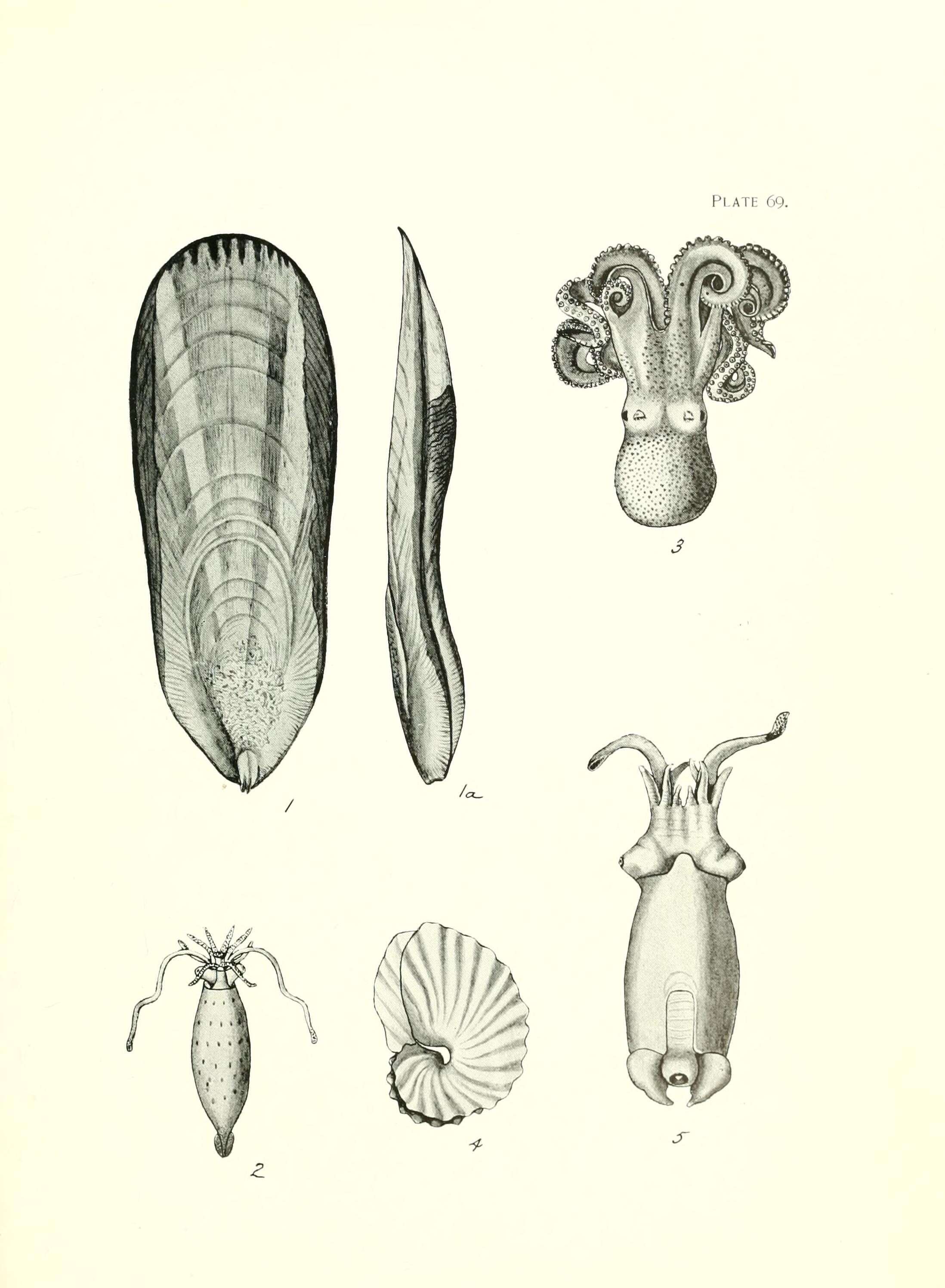 Image of Giant Australian Cuttlefish