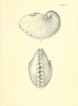 Image de Argonautidae Cantraine 1841