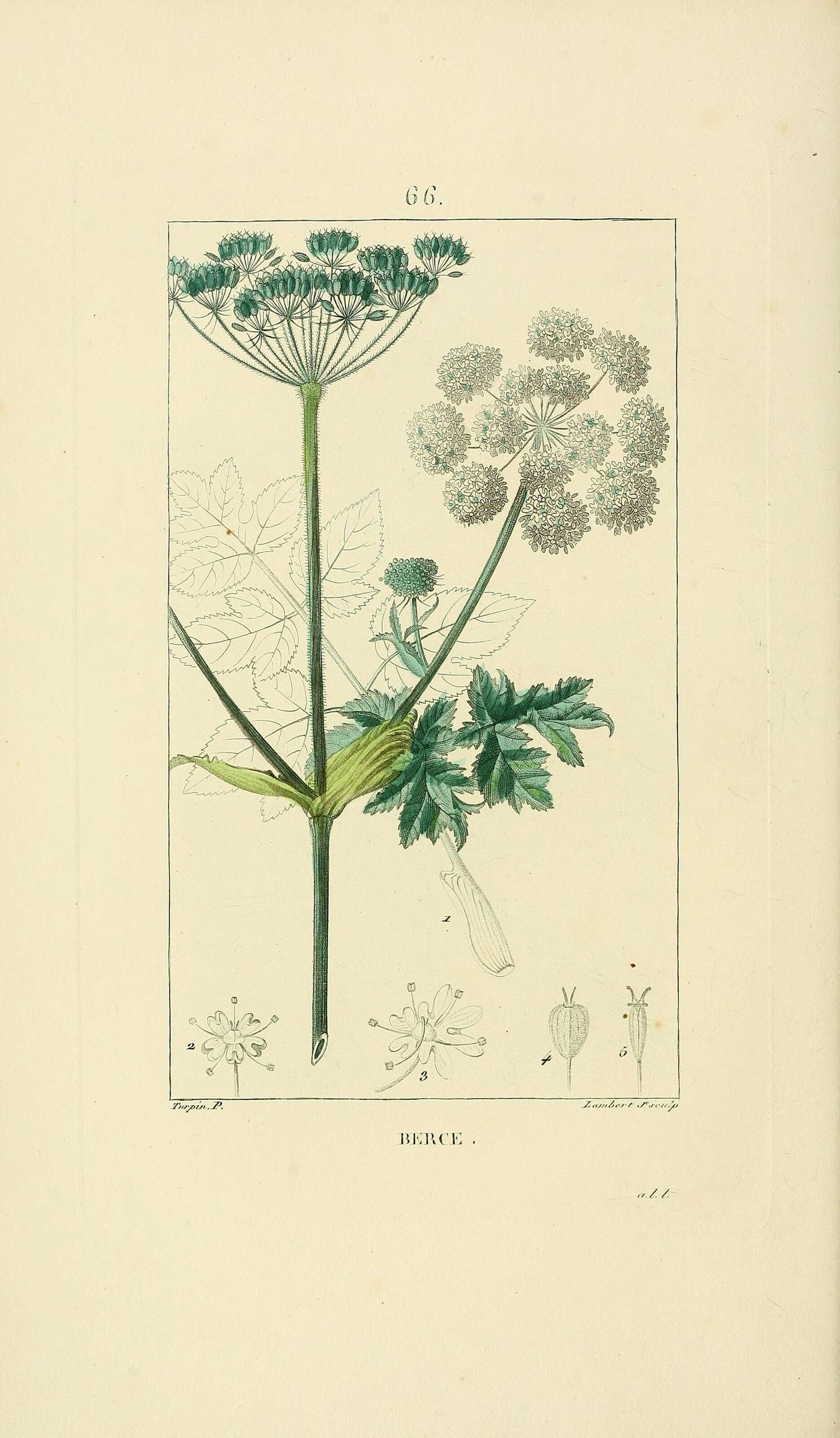 Image of umbellifers