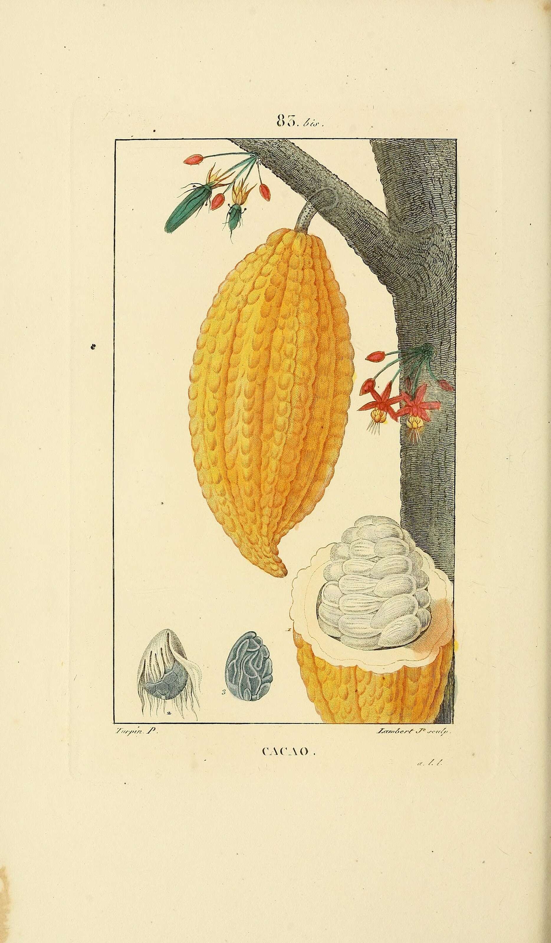 Image of cacao