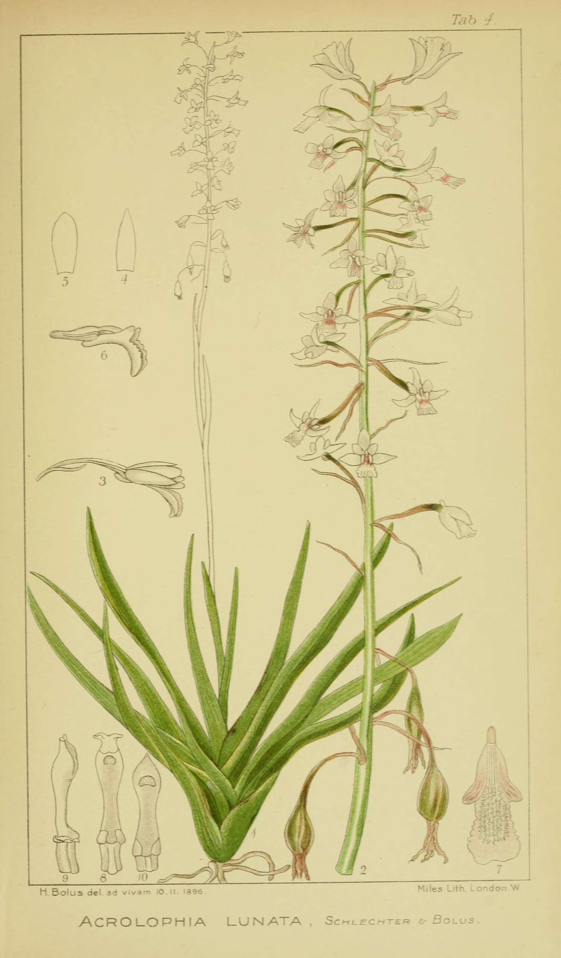 Acrolophia lunata (Schltr.) Schltr. & Bolus的圖片