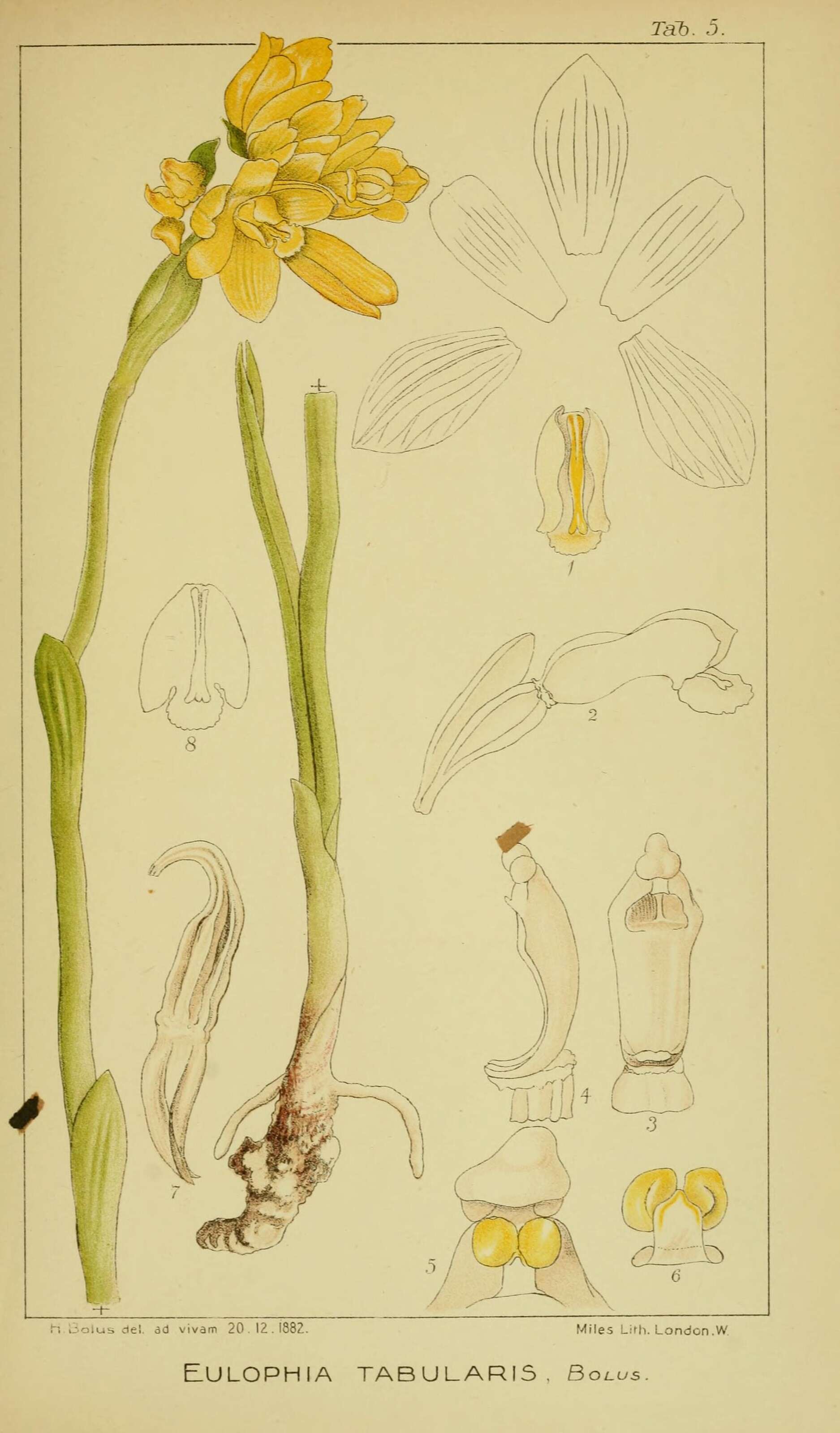 Eulophia tabularis (L. fil.) Bolus的圖片