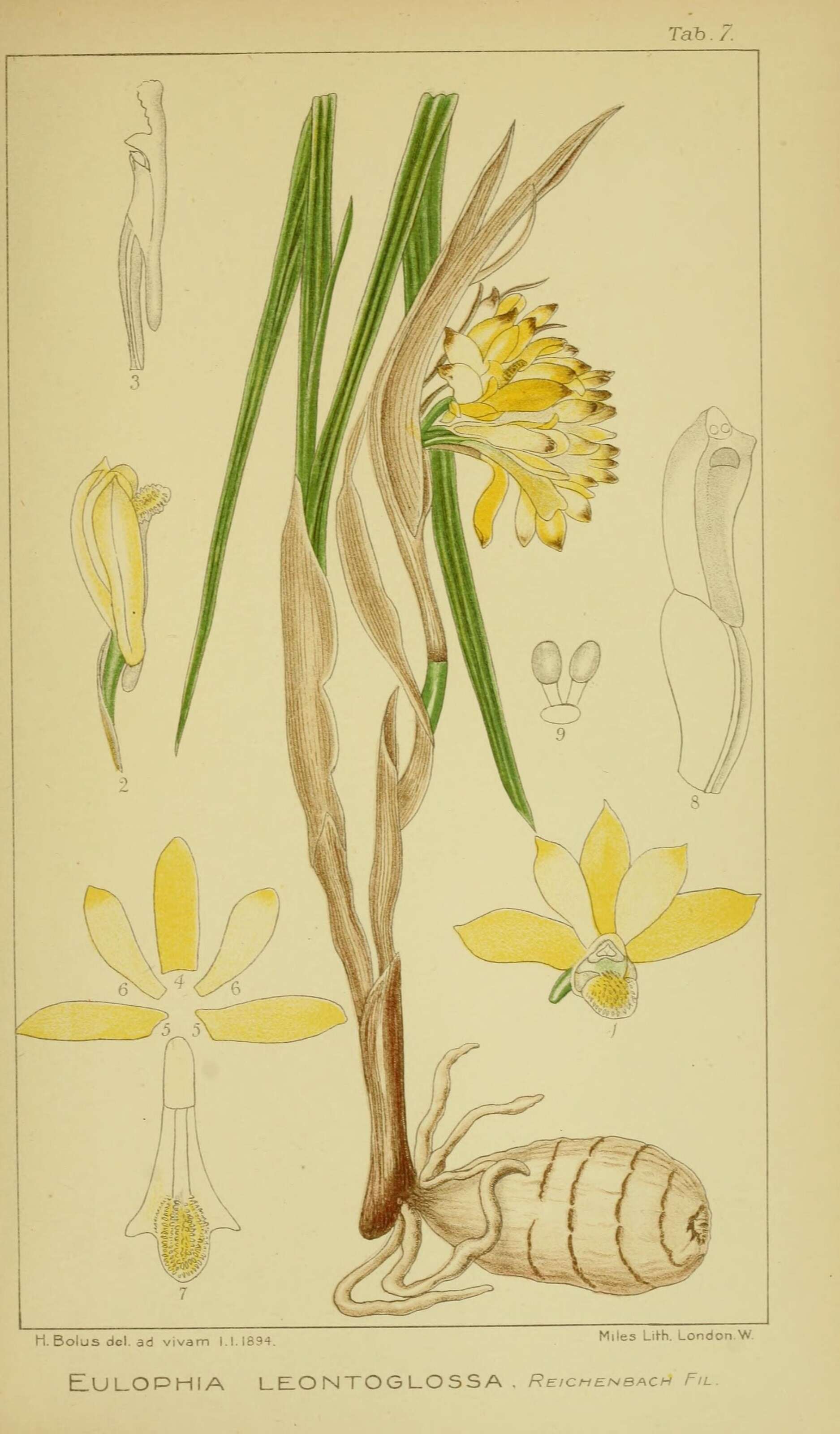 Image of Eulophia leontoglossa Rchb. fil.
