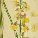 Image of Eulophia streptopetala var. streptopetala